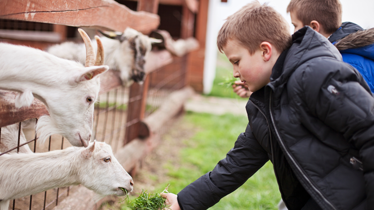 Planning Barriers to Farm Diversification