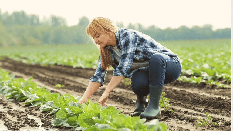 Immigration And Agriculture Addressing The Labour Shortage.