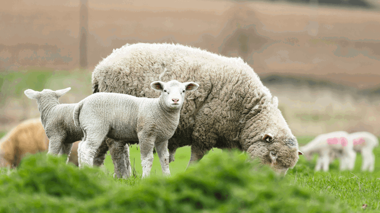 Farming Divorce A Guide For Rural Families